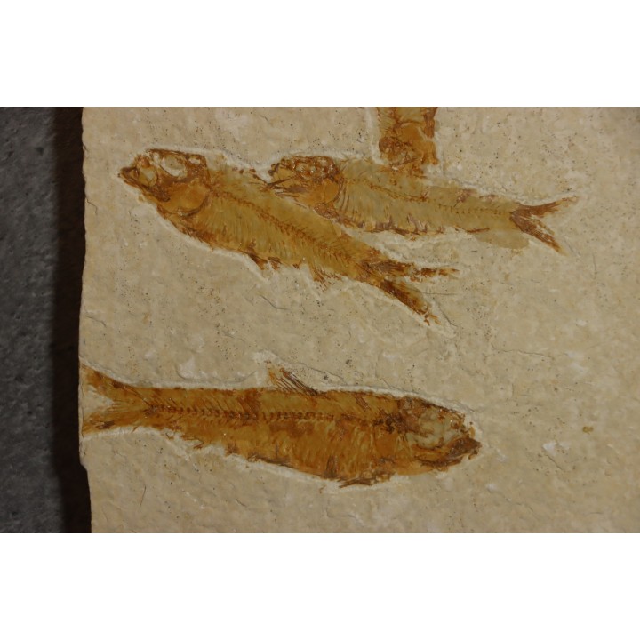 poisson fossile KNIGHTIA EOCAENA - WYOMING, USA