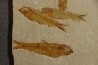 KNIGHTIA EOCAENA