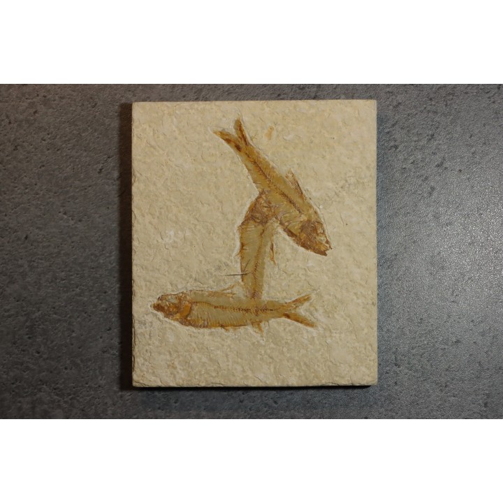 KNIGHTIA EOCAENA
