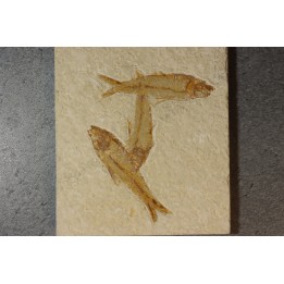 KNIGHTIA EOCAENA