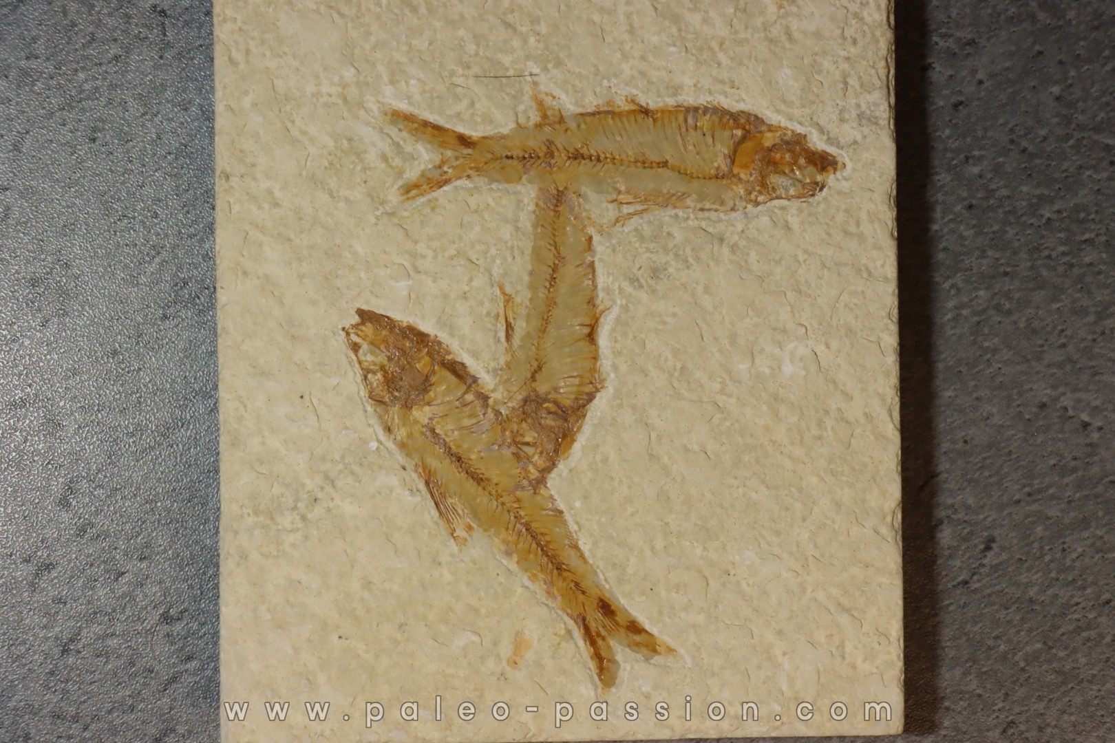 KNIGHTIA EOCAENA