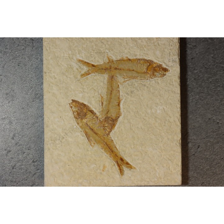 poisson fossile KNIGHTIA EOCAENA - WYOMING, USA