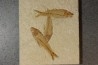 KNIGHTIA EOCAENA