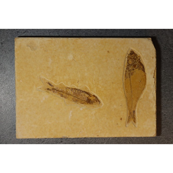 KNIGHTIA EOCAENA