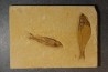 KNIGHTIA EOCAENA