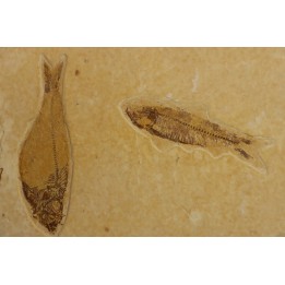 KNIGHTIA EOCAENA