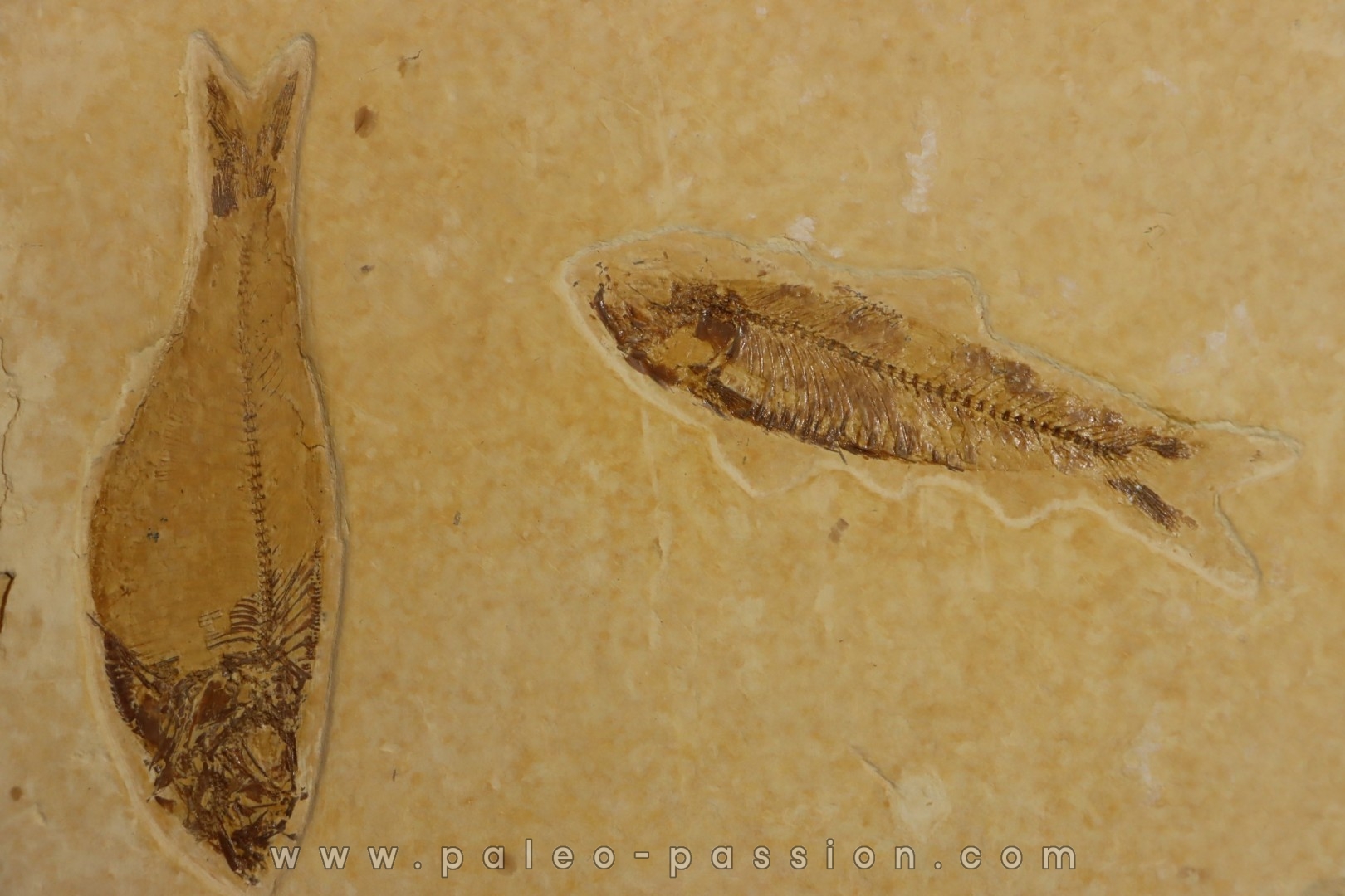 KNIGHTIA EOCAENA