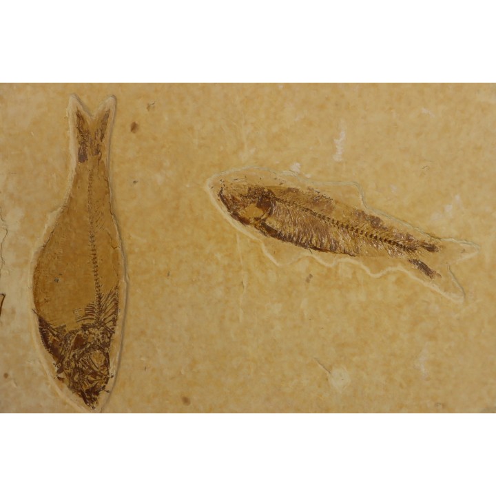 poisson fossile KNIGHTIA EOCAENA - WYOMING, USA