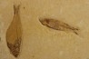 KNIGHTIA EOCAENA