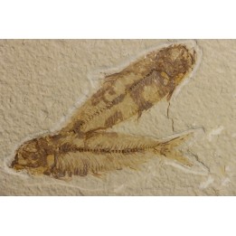 poisson fossile KNIGHTIA EOCAENA - WYOMING, USA