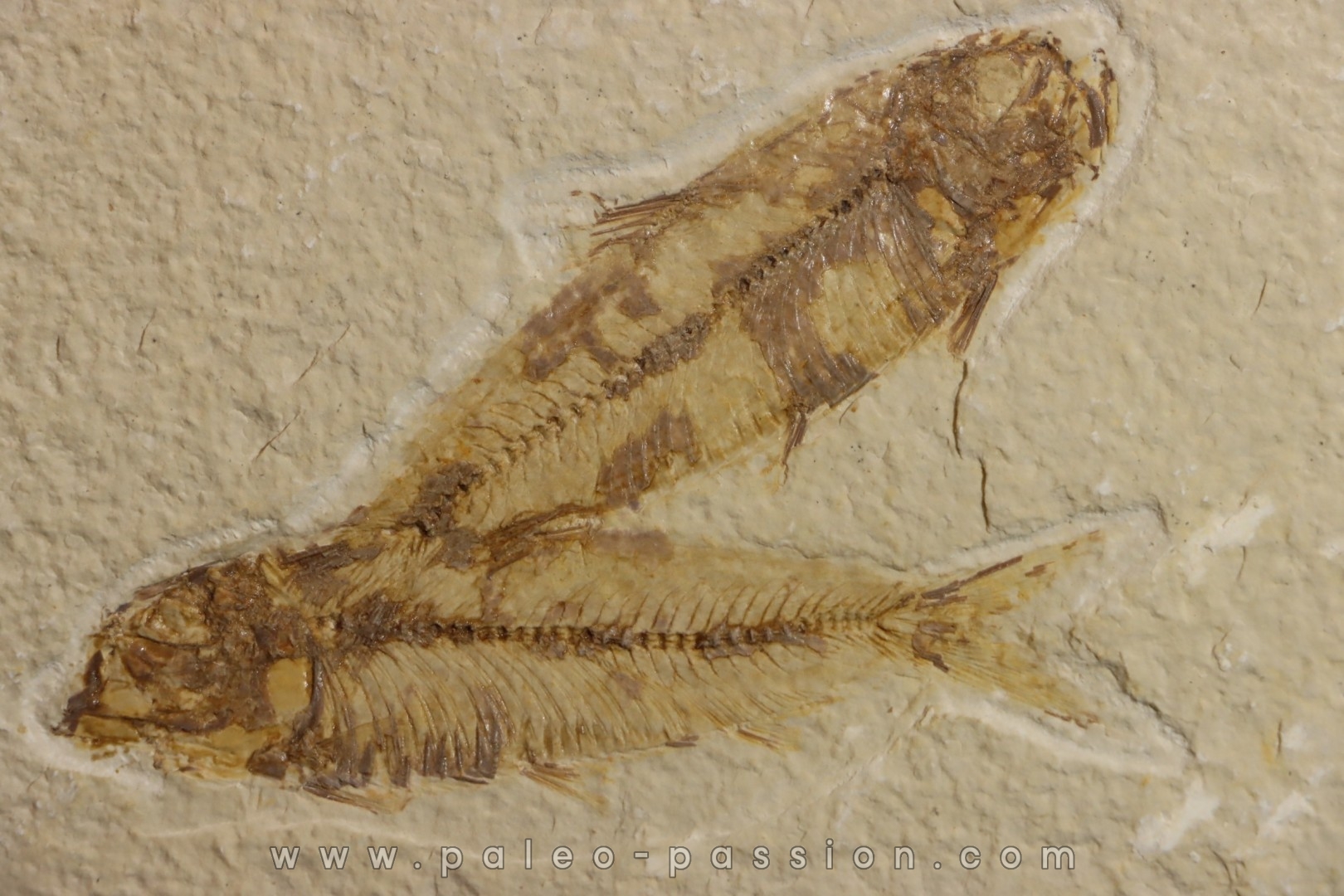 poisson fossile KNIGHTIA EOCAENA - WYOMING, USA