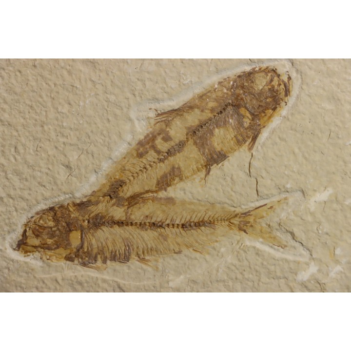 poisson fossile KNIGHTIA EOCAENA - WYOMING, USA