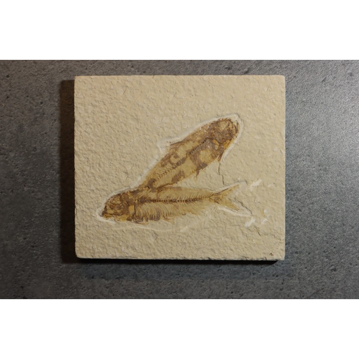 KNIGHTIA EOCAENA