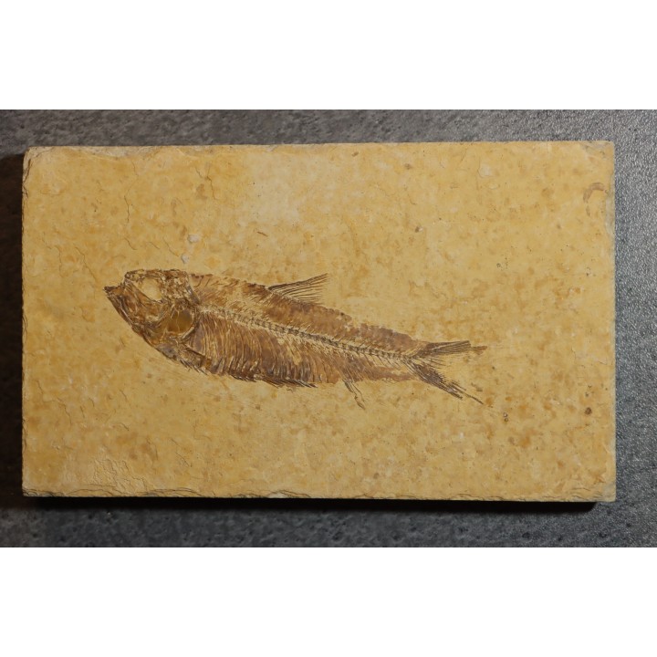 poisson fossile KNIGHTIA EOCAENA - WYOMING, USA