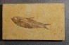 KNIGHTIA EOCAENA