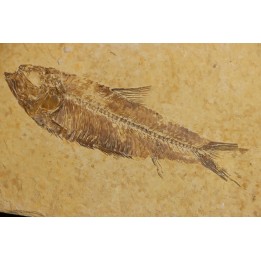 poisson fossile KNIGHTIA EOCAENA - WYOMING, USA