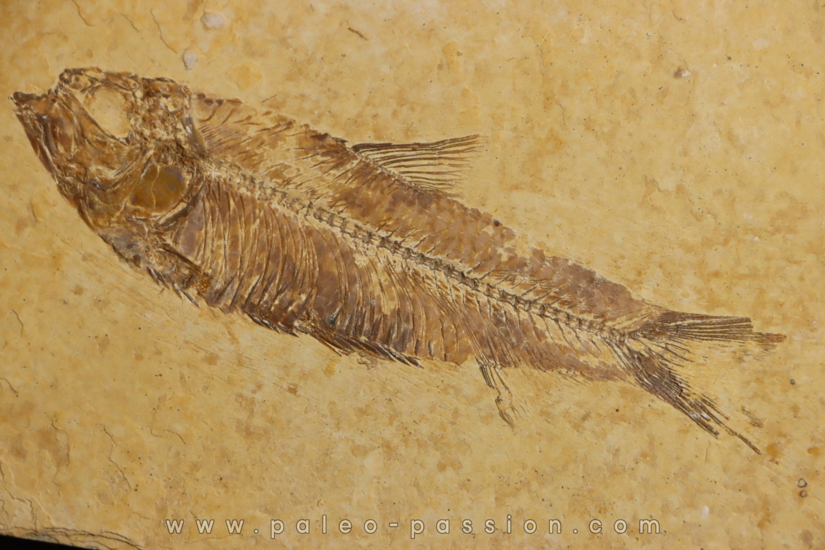 poisson fossile KNIGHTIA EOCAENA - WYOMING, USA