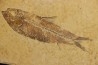 KNIGHTIA EOCAENA