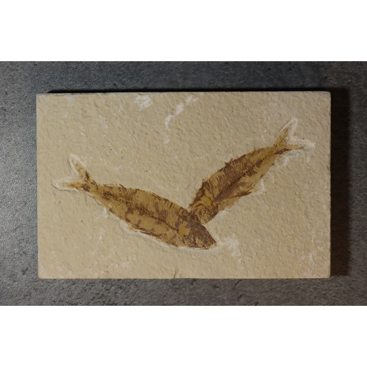 KNIGHTIA EOCAENA