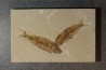 KNIGHTIA EOCAENA