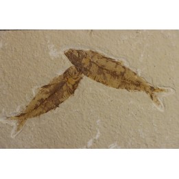 KNIGHTIA EOCAENA