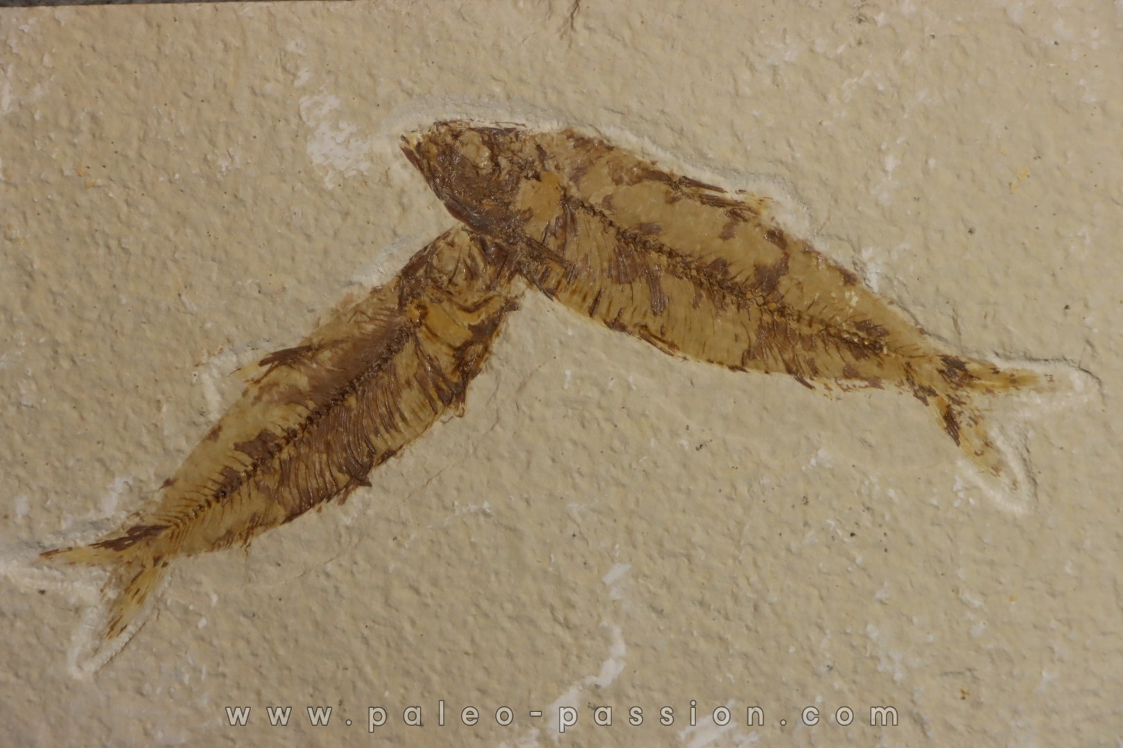 KNIGHTIA EOCAENA