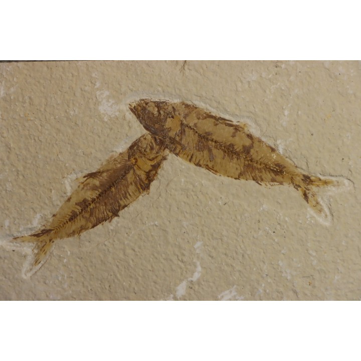 poisson fossile KNIGHTIA EOCAENA - WYOMING, USA