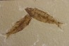 poisson fossile KNIGHTIA EOCAENA - WYOMING, USA