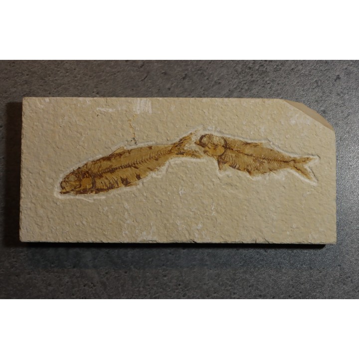 KNIGHTIA EOCAENA
