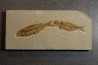 KNIGHTIA EOCAENA