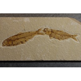 KNIGHTIA EOCAENA