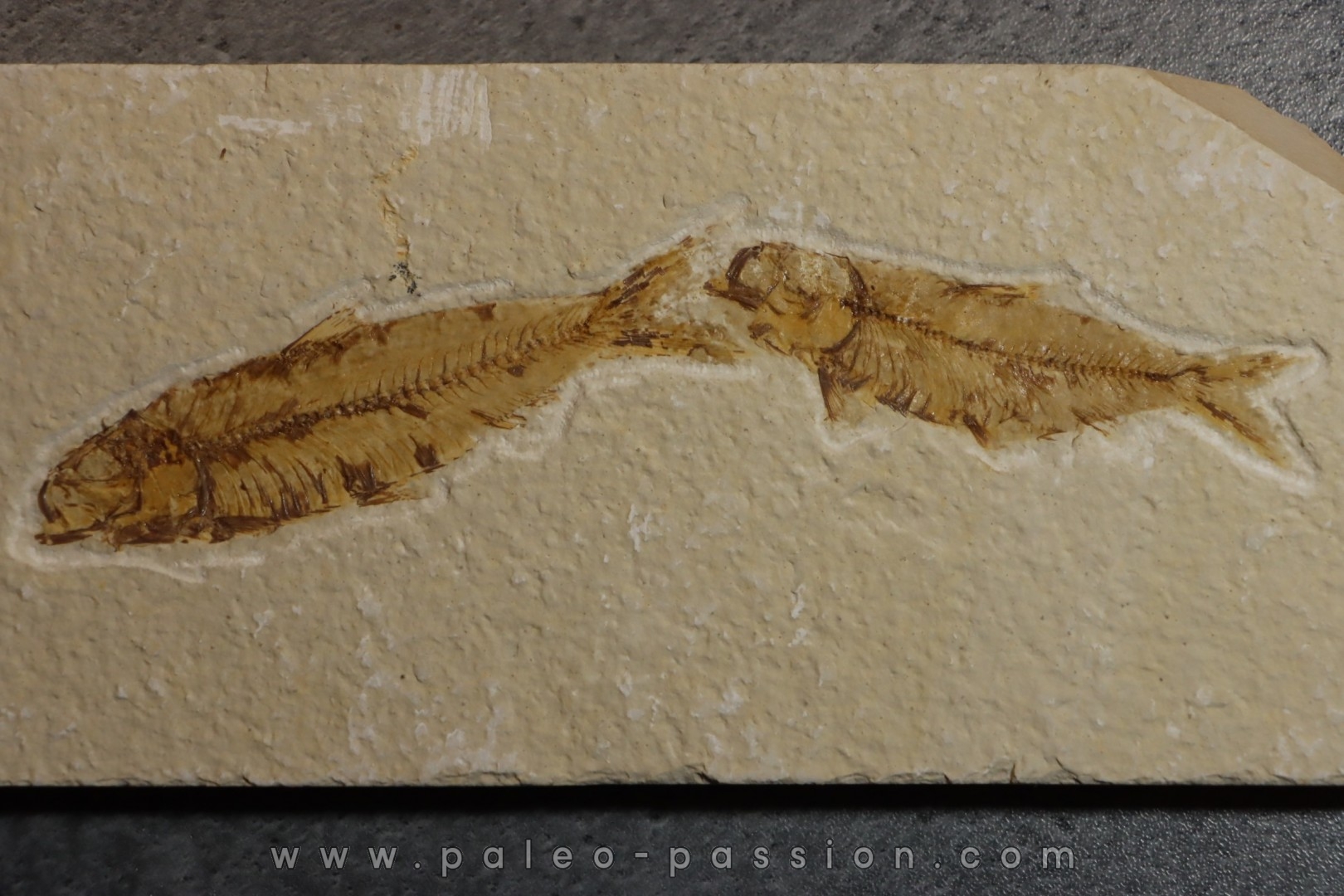 KNIGHTIA EOCAENA
