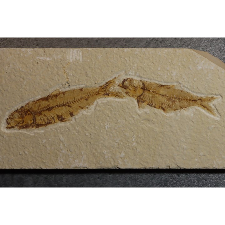 poisson fossile KNIGHTIA EOCAENA - WYOMING, USA