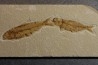 KNIGHTIA EOCAENA