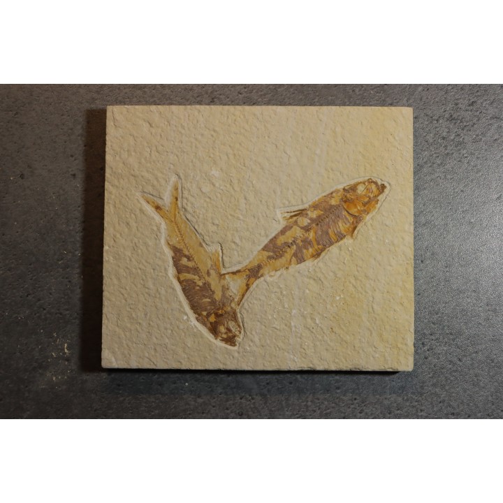 KNIGHTIA EOCAENA