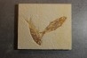 poisson fossile KNIGHTIA EOCAENA - WYOMING, USA
