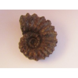 DOUVILLEICERAS MAMMILATUM de Canjuers (4)
