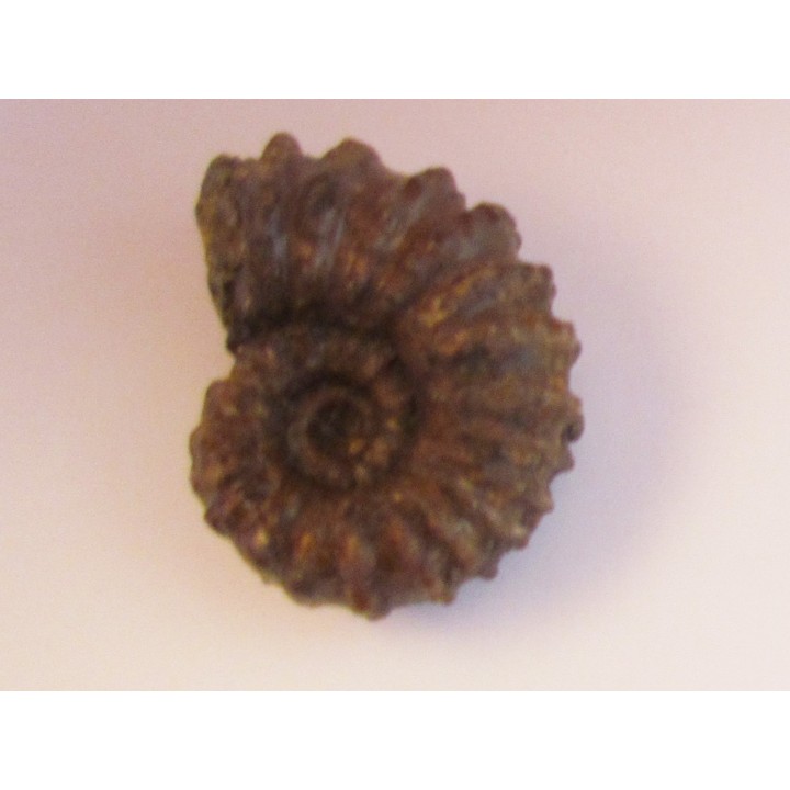 DOUVILLEICERAS MAMMILATUM de Canjuers (4)