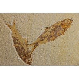 KNIGHTIA EOCAENA
