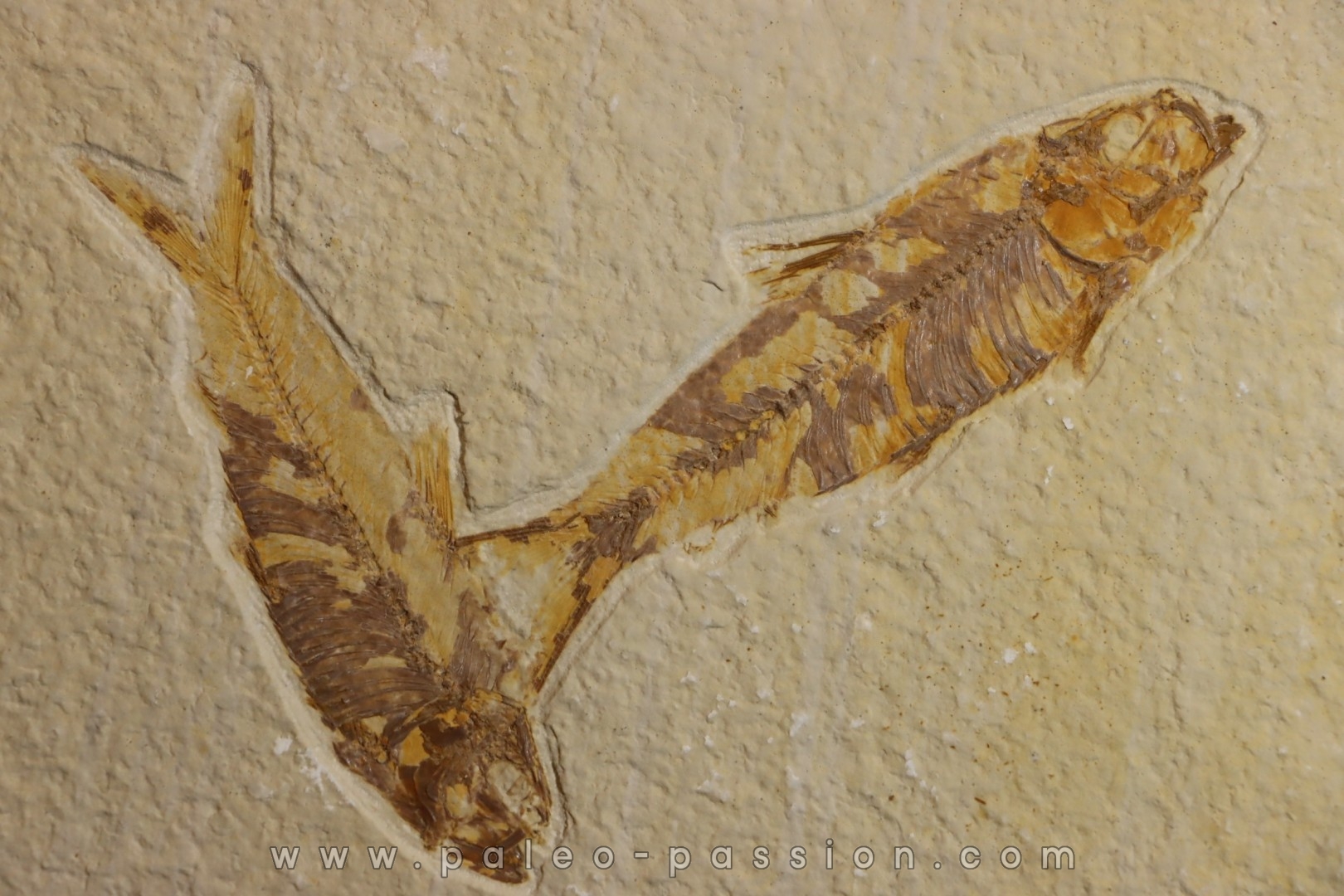KNIGHTIA EOCAENA