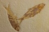 poisson fossile KNIGHTIA EOCAENA - WYOMING, USA