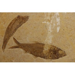 KNIGHTIA EOCAENA