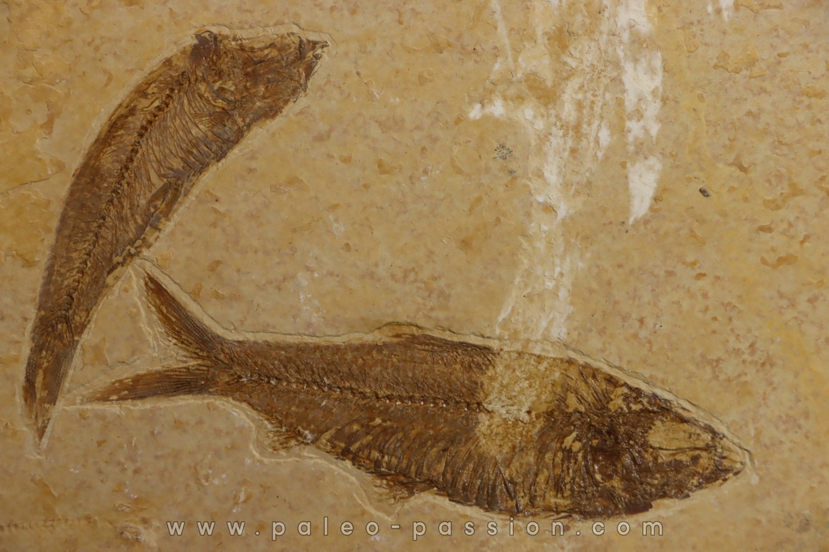 poisson fossile KNIGHTIA EOCAENA - WYOMING, USA
