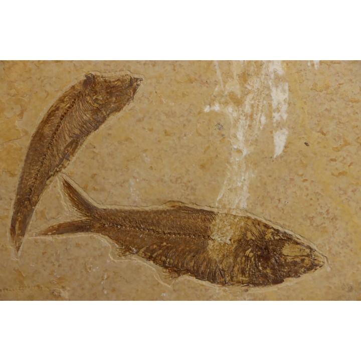 KNIGHTIA EOCAENA