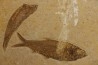 poisson fossile KNIGHTIA EOCAENA - WYOMING, USA