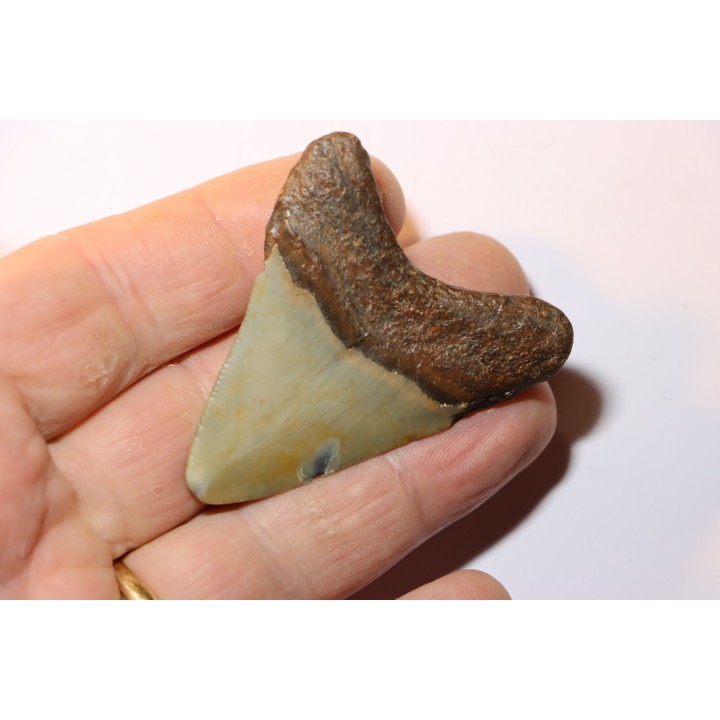 shark teeth: CARCHARODON MEGALODON