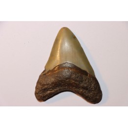 shark teeth: CARCHARODON MEGALODON