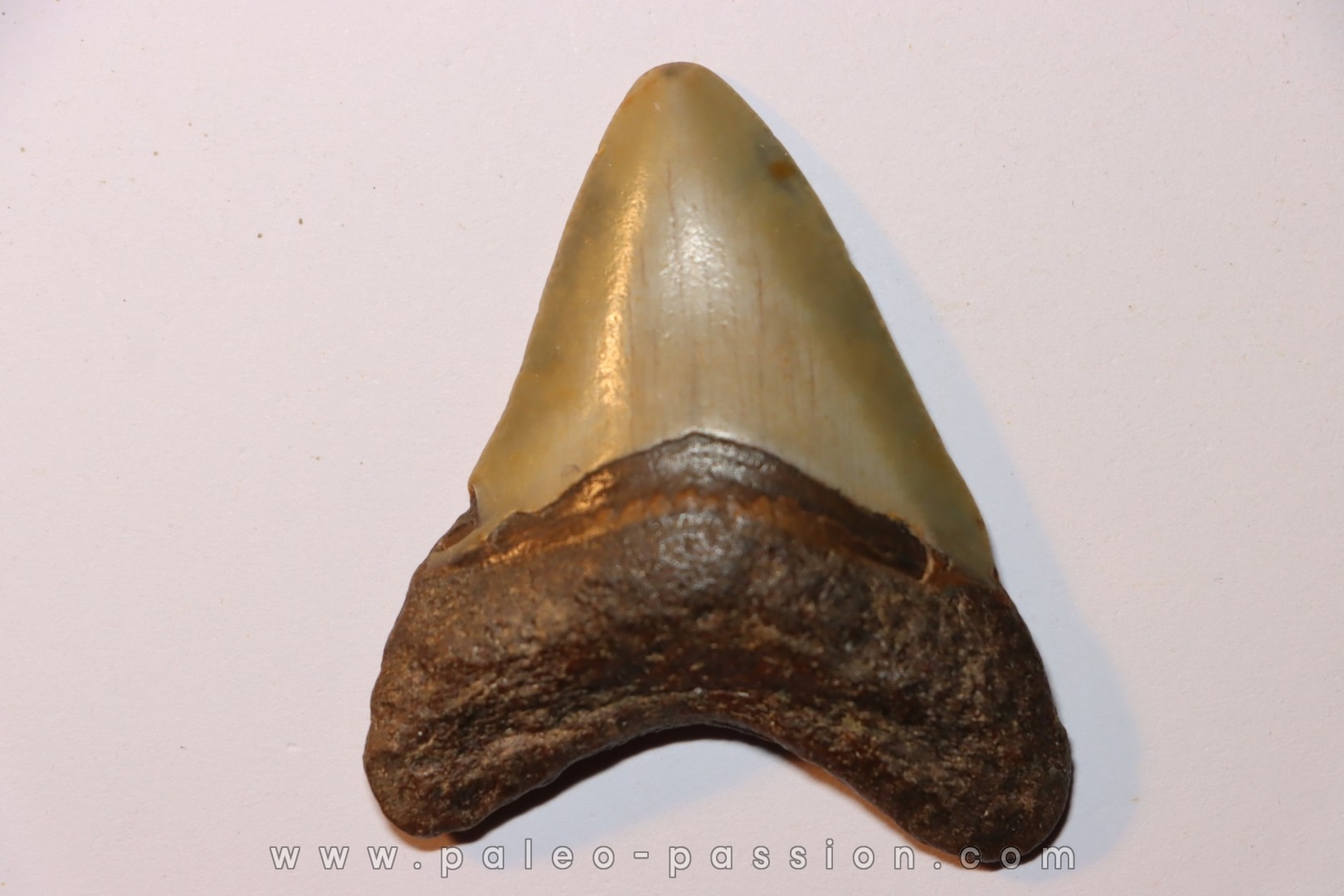 dent de requin: CARCHARODON MEGALODON