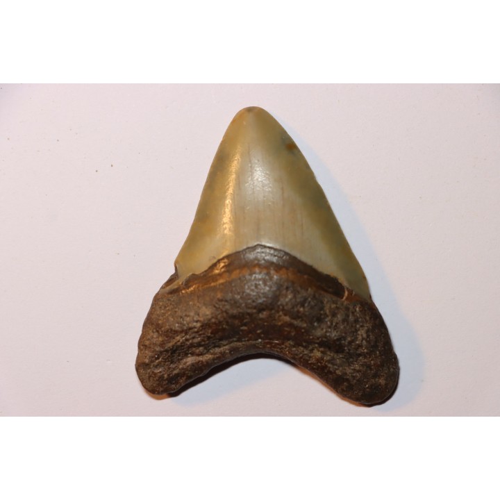 shark teeth: CARCHARODON MEGALODON