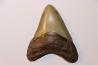 dent de requin: CARCHARODON MEGALODON